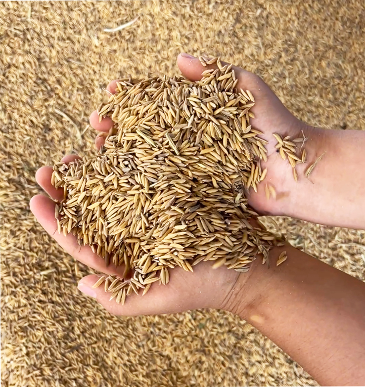 谁说电烘粮更烧钱？除湿热泵技术正在颠覆种粮大户的认知